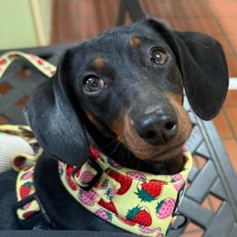Clover Lou - Dachshund