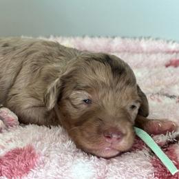 Annie (light green) - Chocolate merle female Bernedoodle puppy in Rising Sun, Indiana from Ruby Lane Doodles