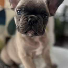 French Bulldogs from Gregory’s Frenchies