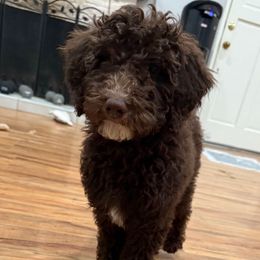Olandria - Chocolate female Goldendoodle puppy in Moreno Valley, California from Rainbow SoCal Doodles
