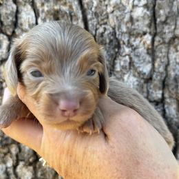 Boy 2 - Fawn (isabella) and tan male Dachshund puppy in Bentonville, Arkansas from Boujee Buns Dachshunds