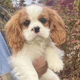 Cavalier King Charles Spaniel puppies from Mtn to Sea