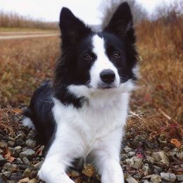 Border Collies from Shooting Star Border Collies