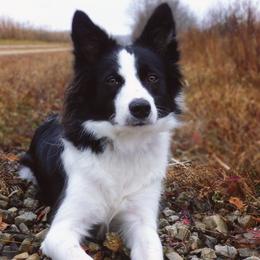 Border Collies from Shooting Star Border Collies