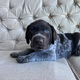 Merit - Liver roan female German Shorthaired Pointer puppy in Dugspur, Virginia from Pilgrims Trails Shorthairs