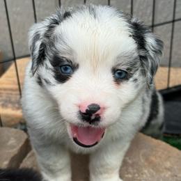 F150 - Blue merle male Miniature Australian Shepherd puppy in Lowgap, North Carolina from Ramblin’ Rose Mini's