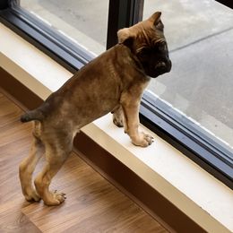 Cane Corso Puppies from Paw City Kennel