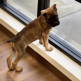 Cane Corso Puppies from Paw City Kennel
