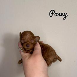 Posey - Red  female Poodle puppy in Morehead, Kentucky from Paw Perfect Pets