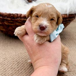 Carter - Apricot male Cavapoo puppy in Statesville, North Carolina from Doodle Babies