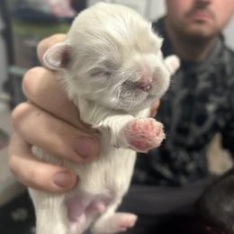 Dewey - White male Shih Tzu puppy in Manquin, Virginia from Koda Bears Cubs