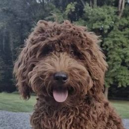 Fitz - Goldendoodle