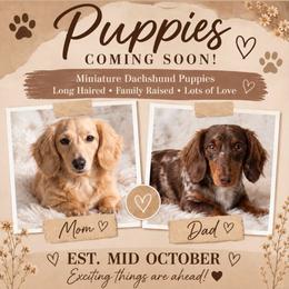 Dachshund puppies from ThePuppyVille
