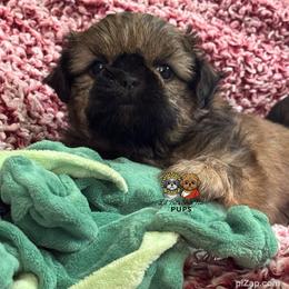 Rogue - Sable male Shih Tzu puppy in Walkertown, North Carolina from Lil’ Bit’s Shih Tzu