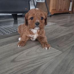 Juliet - Red female Cavapoo puppy in Hudson, Michigan from Peaceful Pines LLC