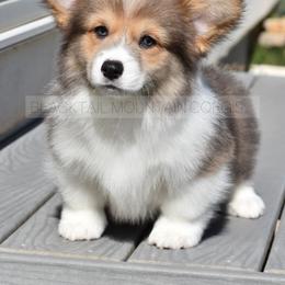American Corgi and Pembroke Welsh Corgi Puppies from Blacktail Mountain Corgis