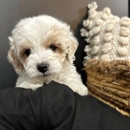 Cockapoos from Argabright Pups