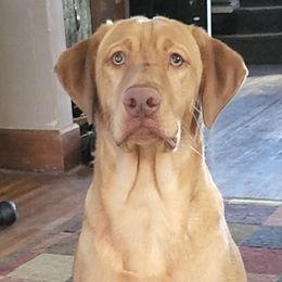 Labrador Retrievers from 3 River's Outdoors Labs