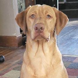 Labrador Retrievers from 3 River's Outdoors Labs