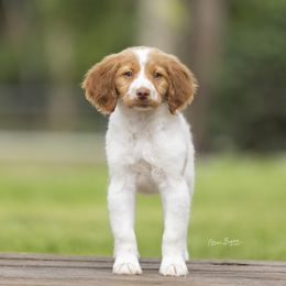 Boy 1 - Brittany puppy in Florida from Crowne Kennels