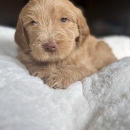 Pink - Cream female Goldendoodle puppy in Spring, Texas from The Doodle Den