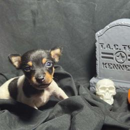 Boy 2 - White black and tan male Toy Fox Terrier puppy in Briggs, Texas from TAC Team Kennels