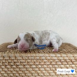 Fruit Loop - Parti male Goldendoodle puppy in Crothersville, Indiana from Wischmeier’s Doodles