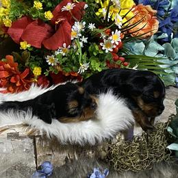 Yorkshire Terrier Puppies from Cutest AKC AZ Yorkies
