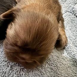 Girl 1 - female Shih Tzu puppy in Modoc, Kansas from Karla Sauer