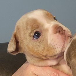 Bulldog Puppies from Wiggle Butts Bulldogs