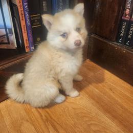 Kinsley - White female Pomsky puppy in Michigan from Our Pomsky Yard