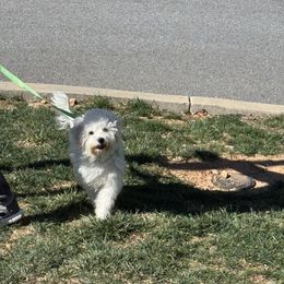 Mulan - Coton de Tulear