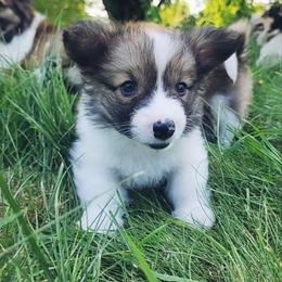 Silas - Sable male Pembroke Welsh Corgi puppy in Warrensburg, New York from The Adirondack Corgi