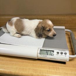 Willy Nelson - Dapple male Dachshund puppy in Irving, Texas from DFW Dachshunds by G & S
