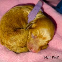Half Pint - Red  female Goldendoodle puppy in Greer, South Carolina from South Paw Doodles