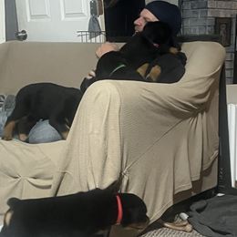 Rottweiler Puppies from CG Rottweilers