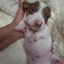 Boy 2 - Chocolate and tan male Dachshund puppy in Salisbury, North Carolina from King's Dachshunds