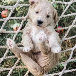 Goldendoodle and Labradoodle Puppies from Artisan Doodles