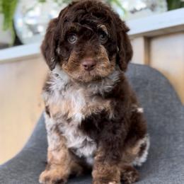 Moon - Chocolate male Goldendoodle puppy in St George, Utah from Doodle Bears of Southern Utah