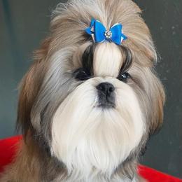 Sunny - Shih Tzu