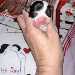 Yam - Black and white female Chihuahua puppy in Palmyra, Indiana from Country Star Chihuahuas