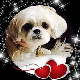Dulce - Shih Tzu