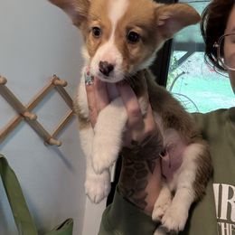 Boy 1 - Sable and white male American Corgi puppy in Castle Rock, Washington from R and b corgis and farm