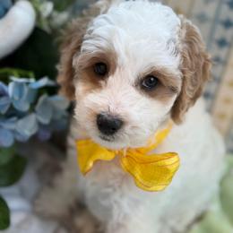 Parsley - male Cavapoochon puppy in North Lawrence, Ohio from Liberty Pups