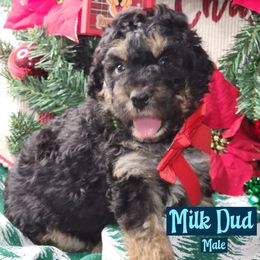 Milk Dude - Tri-color male Bernedoodle puppy in Beecher, Illinois from Erica’s Doodles