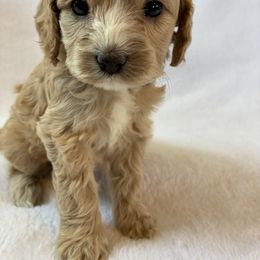 Rachel - Buff and white female Cockapoo puppy in Adrian, Oregon from ApplebyFarm