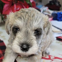 Miniature Schnauzers from Sonia's Pack Schnauzers for ever.