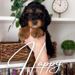 Happy - Black and tan male Cavapoo puppy in South Jordan, Utah from Wonderful World Doodles