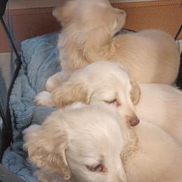 Crystal - Cream female Dachshund puppy in Frankfort, Kentucky from Gigi's Dachshunds