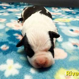 River - Black female American Staffordshire Terrier puppy in Clintwood, Virginia from SkyBlue Kennel